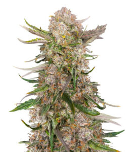 Apple Strudel Auto fem (FastBuds) семена конопли