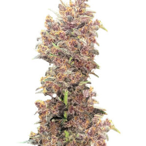 Purple Lemonade FF fem (FastBuds) семена конопли