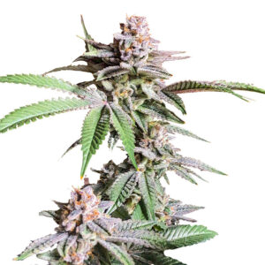 Семена сорта Dozy Breath fem (AlphaFem Seeds)