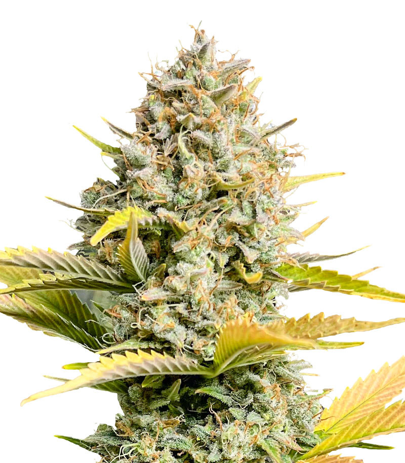 Dozy Sith fem (AlphaFem Seeds)