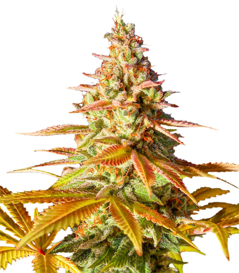 Original Clon fem (Blimburn Seeds) семена конопли