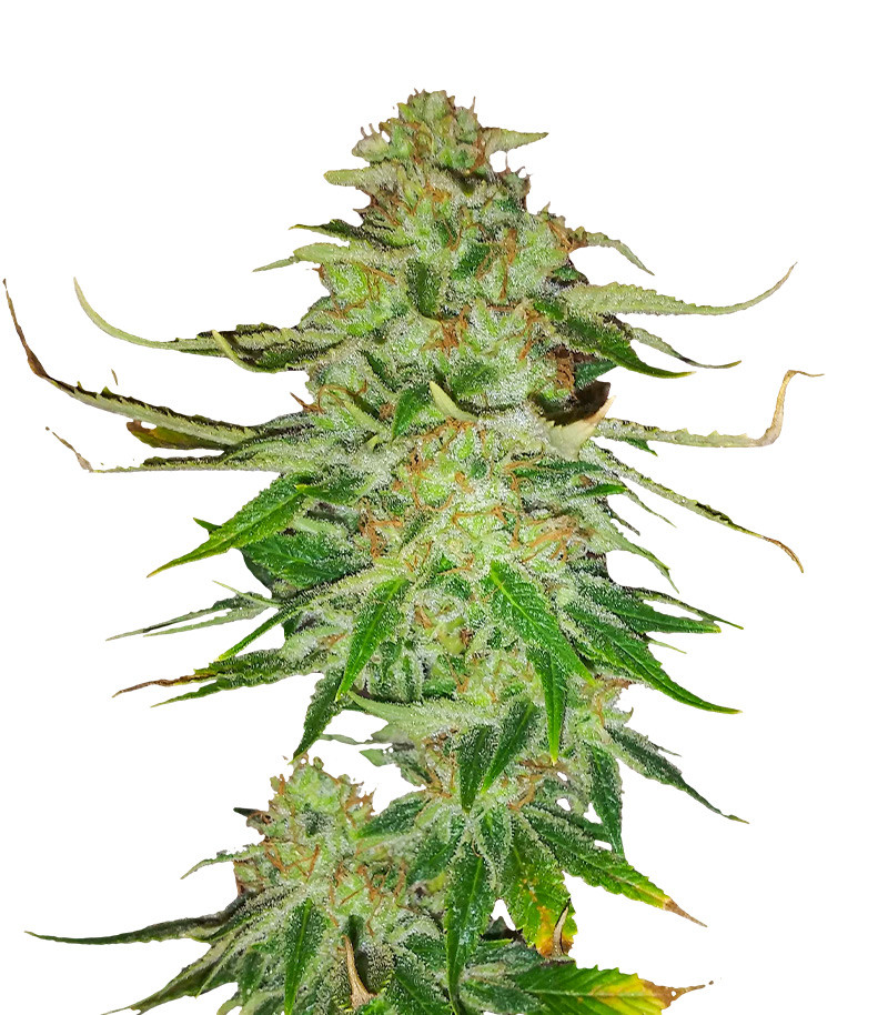 Семена сорта WiFi Kush fem (AlphaFem Seeds)