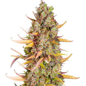 Wedding Cheesecake FF fem (FastBuds) семена конопли