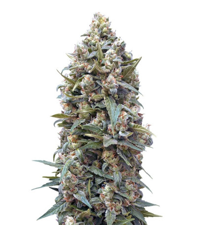 Female Collection #1 fem (00 Seeds) семена конопли — изображение 2