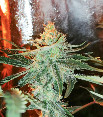 Big Bud Auto fem (Herbies Seeds) семена конопли — изображение 4