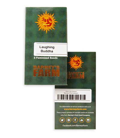 Laughing Buddha fem (Barney's Farm) семена конопли — изображение 2