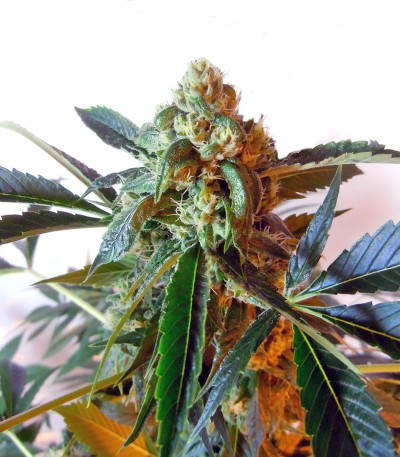 Laughing Buddha fem (Barney's Farm) семена конопли — изображение 3