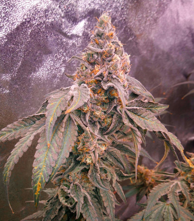 Mimosa Shot fem (Herbies Seeds) семена конопли — изображение 3