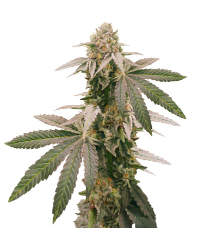 Dessert Mix fem (Herbies Seeds) семена конопли — изображение 6