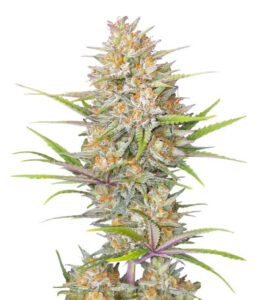 Z-Up Auto fem (FastBuds) семена конопли