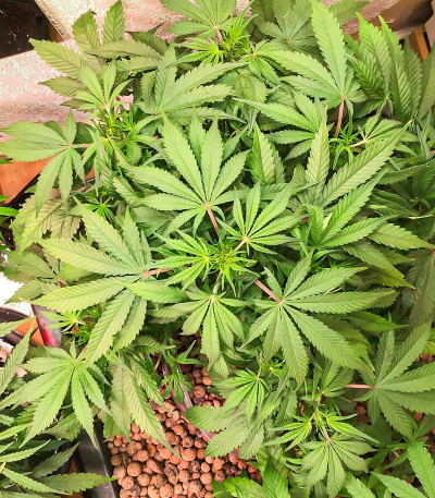 Green Gelato Automatic fem (RQS) семена конопли — изображение 3