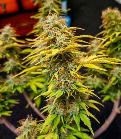 CBD Lemon Auto fem (Herbies Seeds) семена конопли — изображение 8