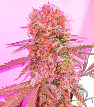 Northern Lights fem (Herbies Seeds) семена конопли — изображение 5
