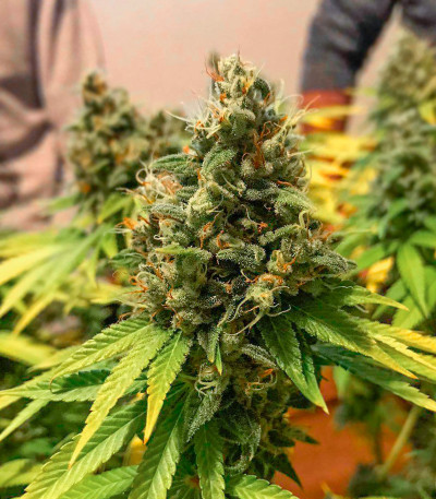 Strawberry Amnesia fem (Herbies Seeds) семена конопли — изображение 5