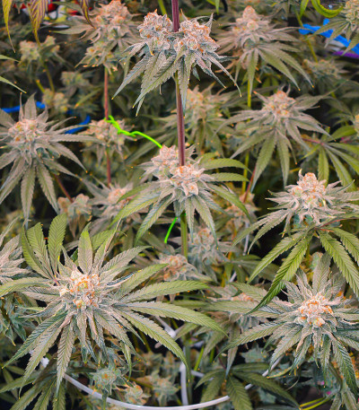 Banana Punch fem (Barney's Farm) семена конопли — изображение 6