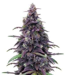 Keepers OG Autoflower fem (Seedkeepers) семена конопли