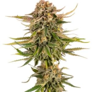 Baby Runtz Autoflower fem (Easy Grow Seeds) семена конопли
