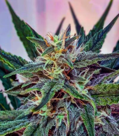 Dos-Si-Dos Cookies Autoflower fem (Easy Grow Seeds) семена конопли — изображение 3