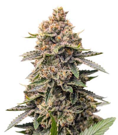 Grease Monkey Autoflower fem (Easy Grow Seeds) семена конопли