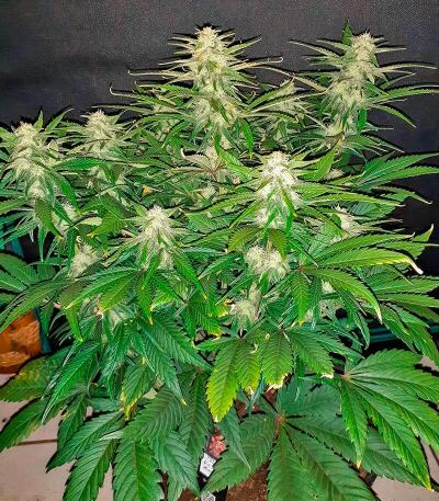 Mystical Autoflower fem (Easy Grow Seeds) семена конопли — изображение 4