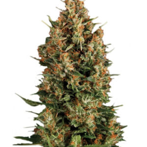 Wembley fem (Pyramid Seeds) семена конопли